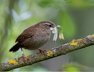 British wild bird. Wren with damsel flies in beak.