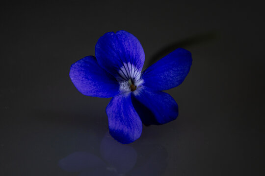 Flor azul