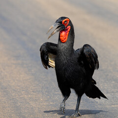 a southern ground hornbill on the road