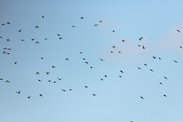 Etourneau sansonnet,. Sturnus vulgaris, Common Starling, migration