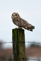 Hibou des marais, Hibou brachyote, Asio flammeus, Short eared Owl, region Pays de Loire; marais...