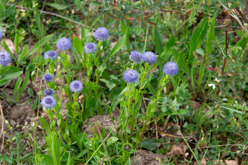 Globulaire buissonnante, globulaire alypon, Globularia alypum
