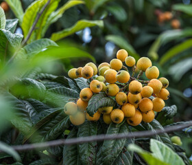 Loquats fruits growing and ripening between green foliage on tree closeup.
