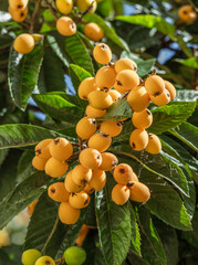 Loquats fruits growing and ripening between green foliage on tree closeup.