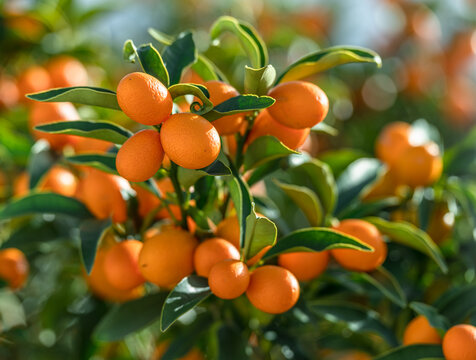 Kumquat branch completely covered with ripe kumquat fruits close up.