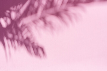 Blurred shadow of tropical palm leaves on pink wall background. Summer concept.
