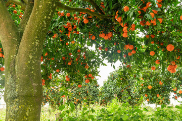 Tangerine tree or Citrus tangerina completely covered with ripe fruits. Great harvest in the orchard.