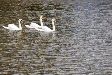 several white swans swim on the water