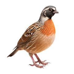 Obraz premium Whole Quail Isolated Without Background