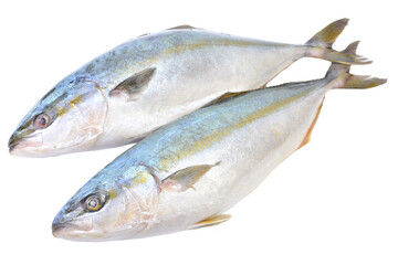  Fish yellowtai on white background (Japanese amberjack) isolated