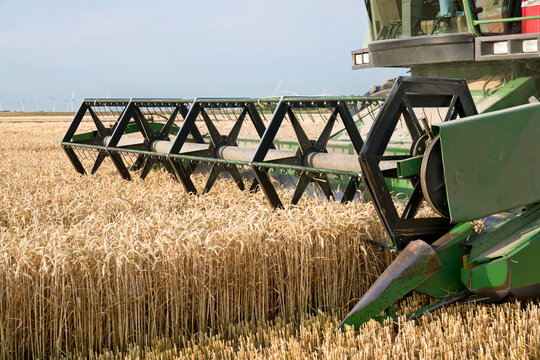 Groene combine dorst de tarwe op de akker. 