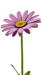 Purple daisy png transparent background, generative ai