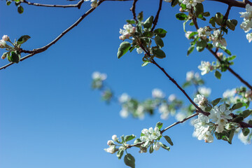 Blooming apple tree in the spring garden. Close up of white flowers on a tree