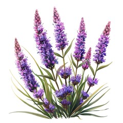 Naklejka premium liatris on isotate white back background