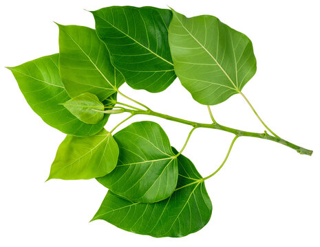 Bodhi leaf on white background, Branch of green Bodhi leaf isolate on a white PNG File.