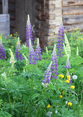 Blooming lupine flowers. A garden of lupines. Violet and pink lupin against old wooden house in...