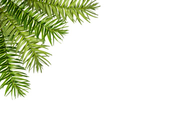Corner arrangement. Green branch of Araucaria angustifolia as a frame isolated on white background. Design element for creating collage or designs, postcards, invitations.
