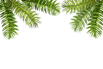 Corner arrangement. Green branch of Araucaria angustifolia as a frame isolated on white background. Design element for creating collage or designs, postcards, invitations.