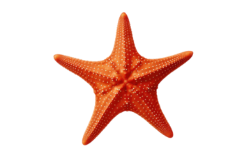 The Lone Wanderer: An Orange Starfish in a Sea of White on White or PNG Transparent Background.