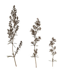 Botanical collection. Dry pressed wildflowers (Galium verum) isolated on white background. Design element for creating collage, postcard, frame, interior decoration, creating oshibana.
