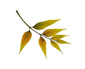 Dry pressed leaf of ash tree isolated on white background. Ideal for crafting stunning collages,...