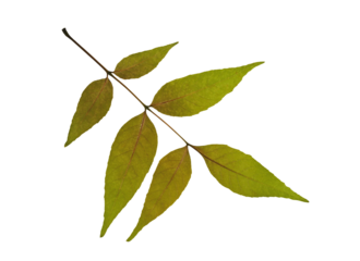 Dry pressed leaf of ash tree isolated on white background. Design element for creating collage, postcard, frame, interior decoration, creating oshibana.