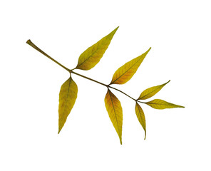 Dry pressed leaf of ash tree isolated on white background. Ideal for crafting stunning collages, heartfelt postcards, frames, interior decoration and creating oshibana.