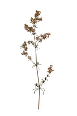 Pressed wild plant (Galium verum) isolated on white background. Design element for creating...