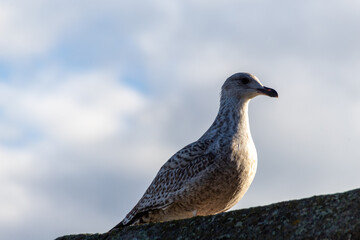 seagull on the wall