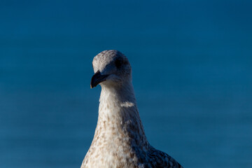 seagull on the wall