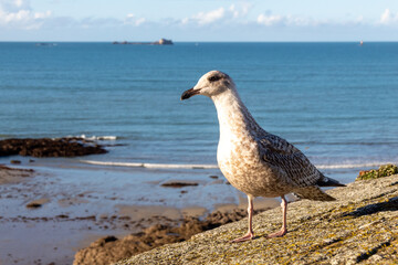 seagull on the wall