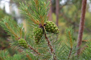 Young pine cones close up.