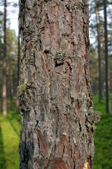 Obraz premium Pine trunk close-up.