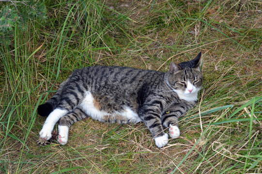 Cat lies on grass.