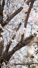 cherry blossom in spring