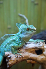 Closeup of green iguana, Green iguana side view on wood, animal closeup, iguana relaxing on branch in Zoo terrarium
