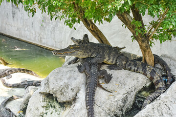 Young crocodile opening mouth and resting under the sun. Close up large reptiles. close up crocodile face in Thai farm.