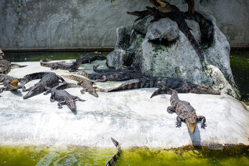 Young crocodile opening mouth and resting under the sun. Close up large reptiles. close up crocodile face in Thai farm.