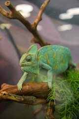 Closeup of green iguana, Green iguana side view on wood, animal closeup, iguana relaxing on branch...