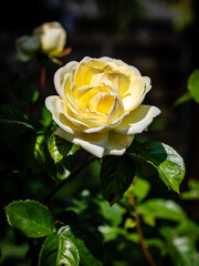Single rose blossom with bud
