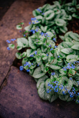 Brunnera Macrophylla Jack Frost with Blue Flowers