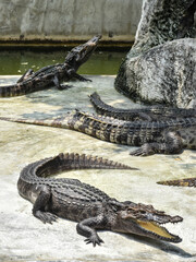 Young crocodile opening mouth and resting under the sun. Close up large reptiles. close up crocodile face in Thai farm.
