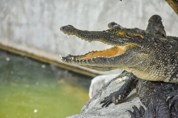 Young crocodile opening mouth and resting under the sun. Close up large reptiles. close up...
