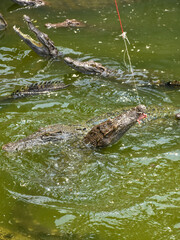 Young crocodile opening mouth and resting under the sun. Close up large reptiles. close up crocodile face in Thai farm.