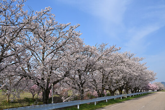 The trees are in full bloom along the road from Mt. Inami Kenji to Takase Shrine, creating a landscape that is typical of Toyama Prefecture and matches the scenery of the scattered villages.