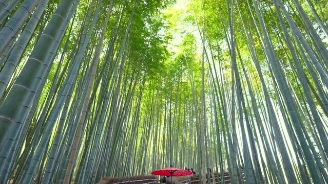 4k Slow motion video Asian woman wearing a traditional Japanese kimono at Bamboo Forest in Kyoto, Japan.