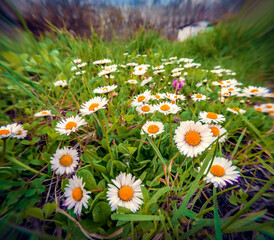 Fresh white flowers blooming in the garden with morning dew. Colorful morning view of blooming little daisy flowers at April. Beautiful floral background. Anamorphic macro photography.