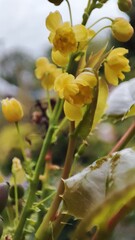Beautiful small yellow flowers in the garden 
