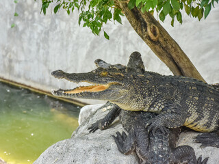Young crocodile opening mouth and resting under the sun. Close up large reptiles. close up...