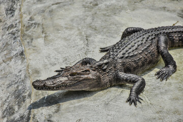 Young crocodile opening mouth and resting under the sun. Close up large reptiles. close up crocodile face in Thai farm.